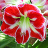 samba hippeastrum bulb Brent and Becky's online store