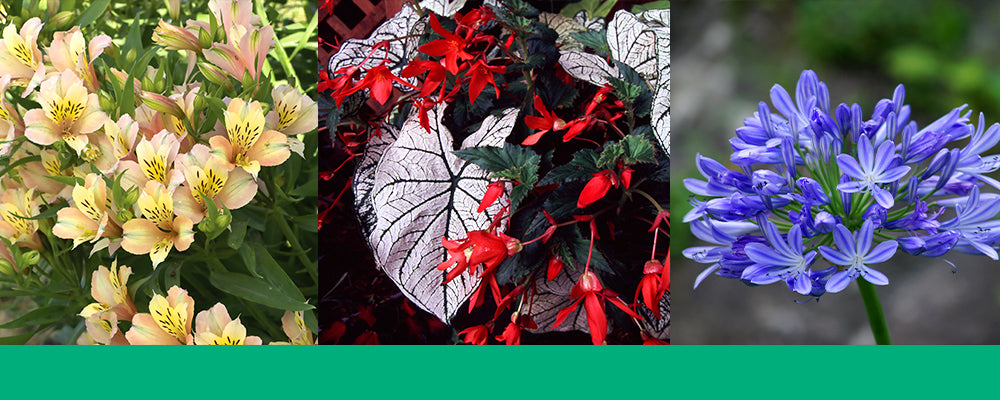 tropical-plants-begonia-alstroemeria-header-brent-becky