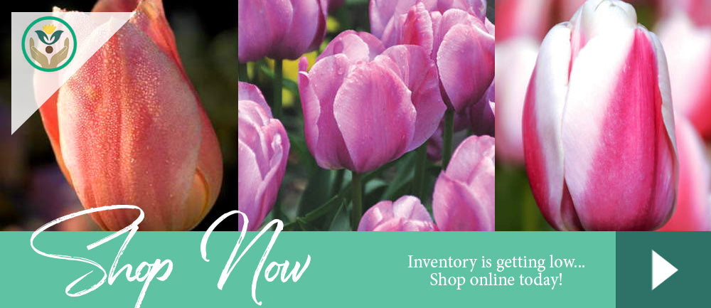 Tulip Bulbs Online Store Gloucester Virginia Brent & Becky's Bulbs Online Gardening