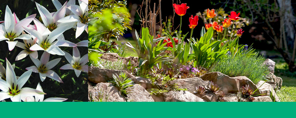 tulips-for-rock-gardens-clusiana-stellata-and-red-header