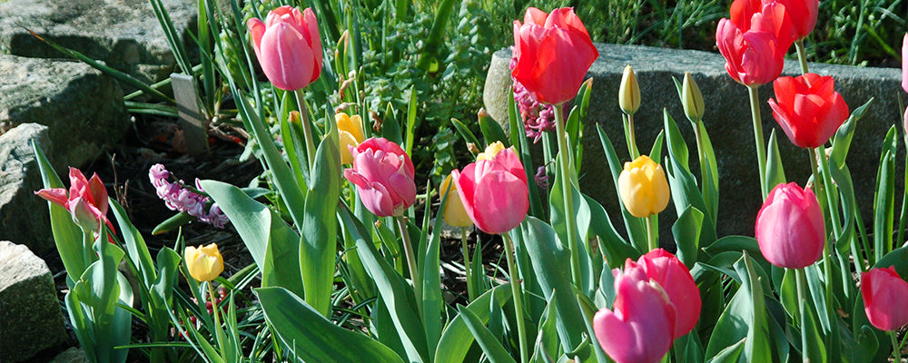 tulips-for-rock-gardens-colorful-tulips-and-rocks