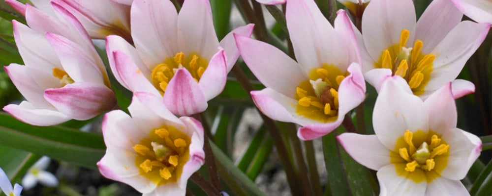 tulips-for-rock-gardens-cretica-hilde-pink