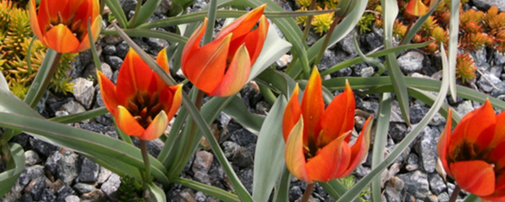 tulips-for-rock-gardens-whittallii-red