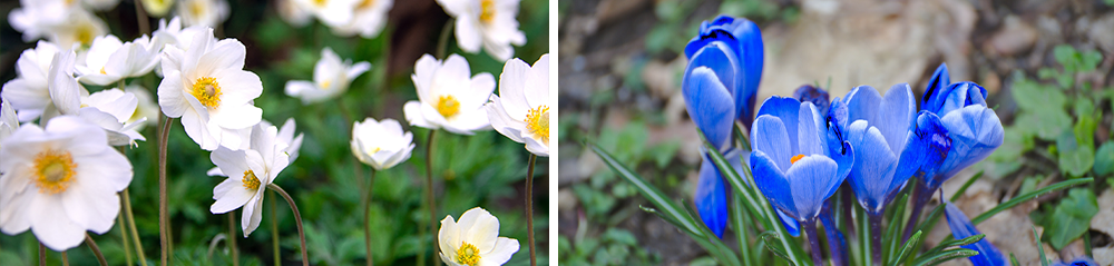 white anemone blue crocus pollinator mix bulb collection