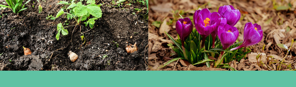 Fall planting bulbs in soil and purple crocus