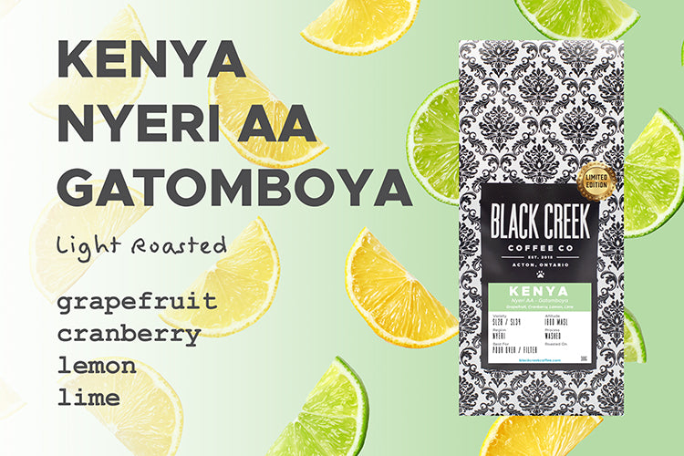 black creek coffee kenya nyeri aa gatomboya