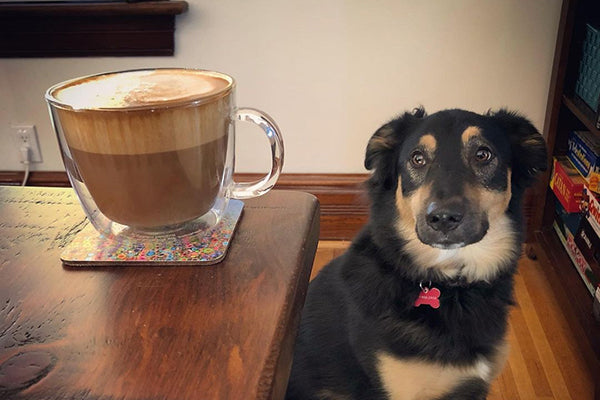 black creek coffee sanctuary espresso premium blend latte bentley dog