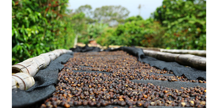 natural processed coffee cherries raised beds