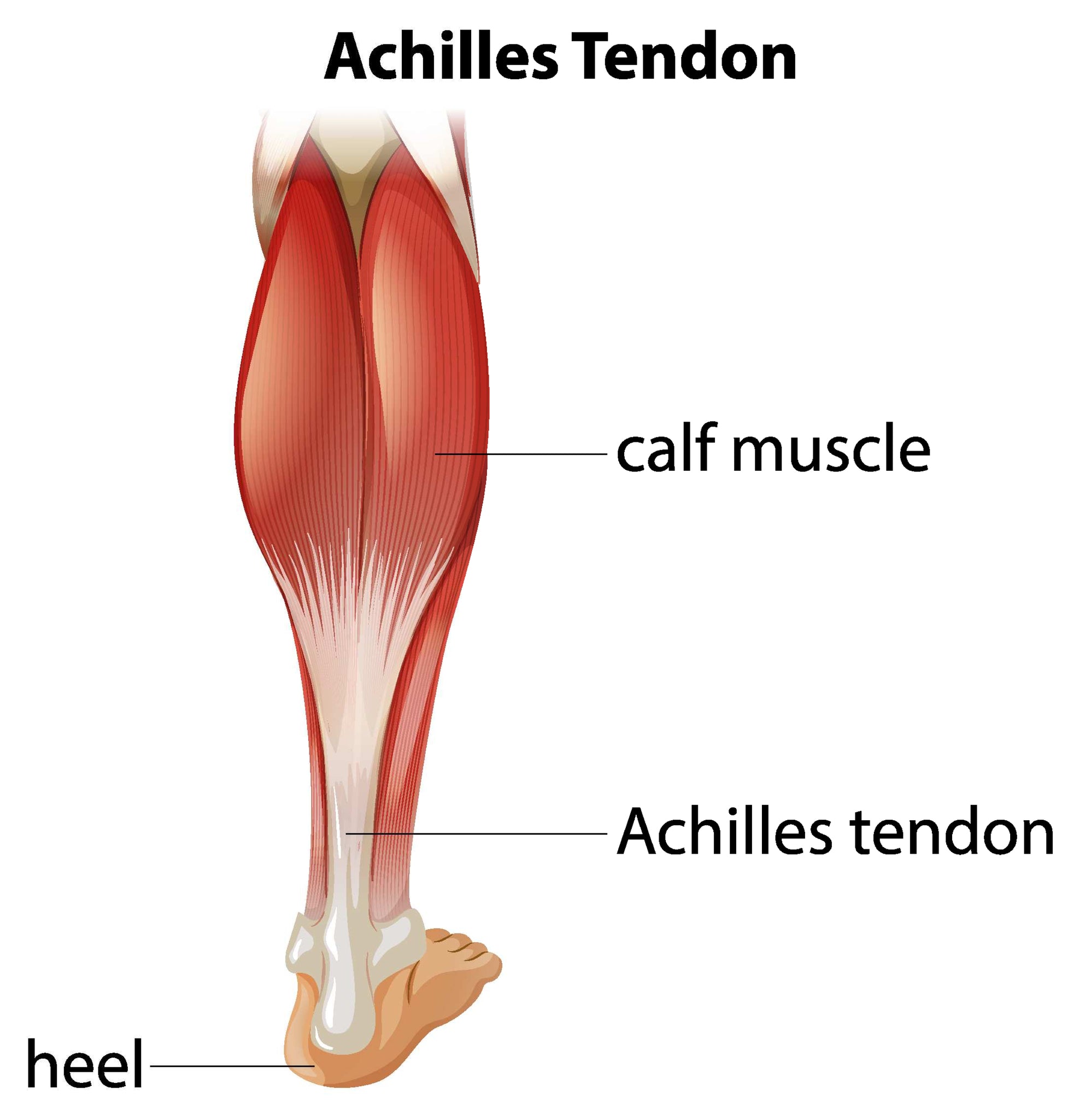 Achilles tendon anatomy