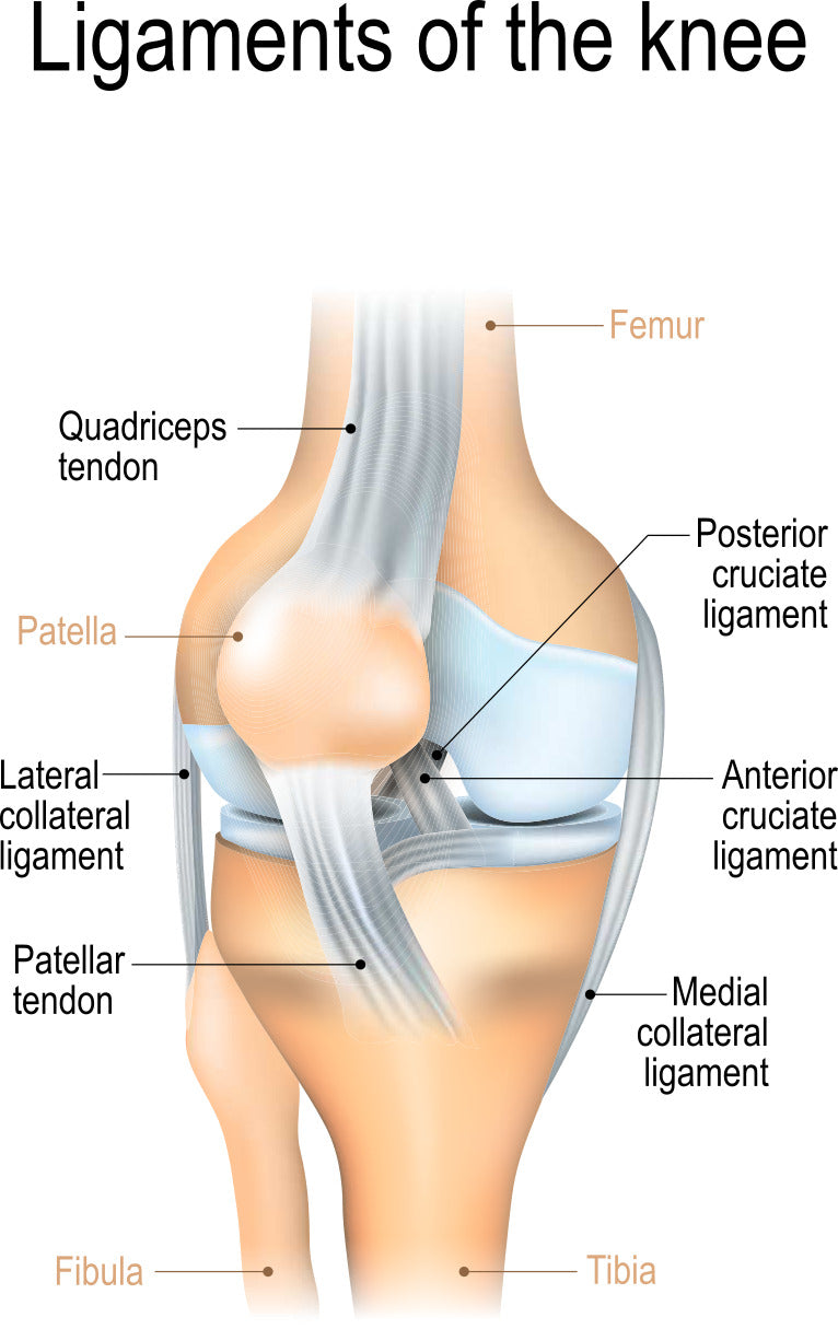 Knee ligaments anatomy