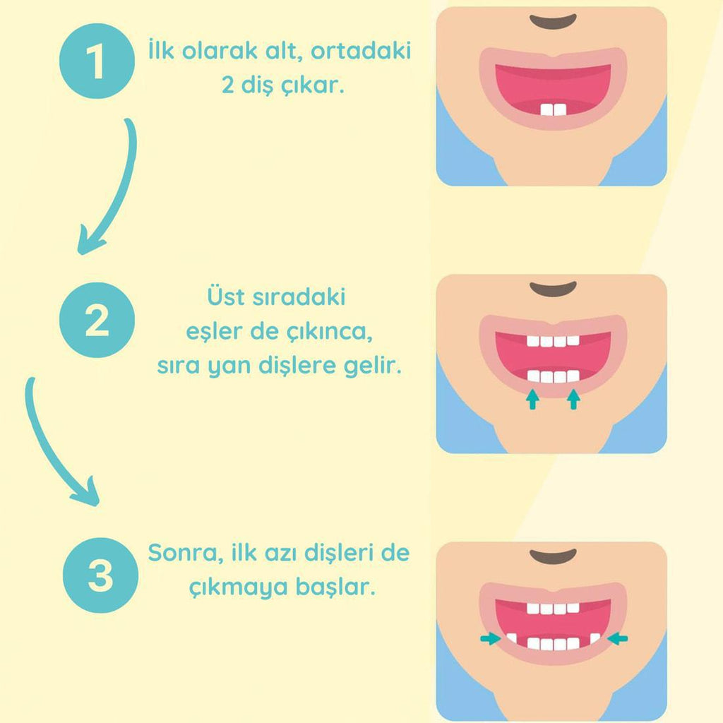 1 yaş dişleri sırası