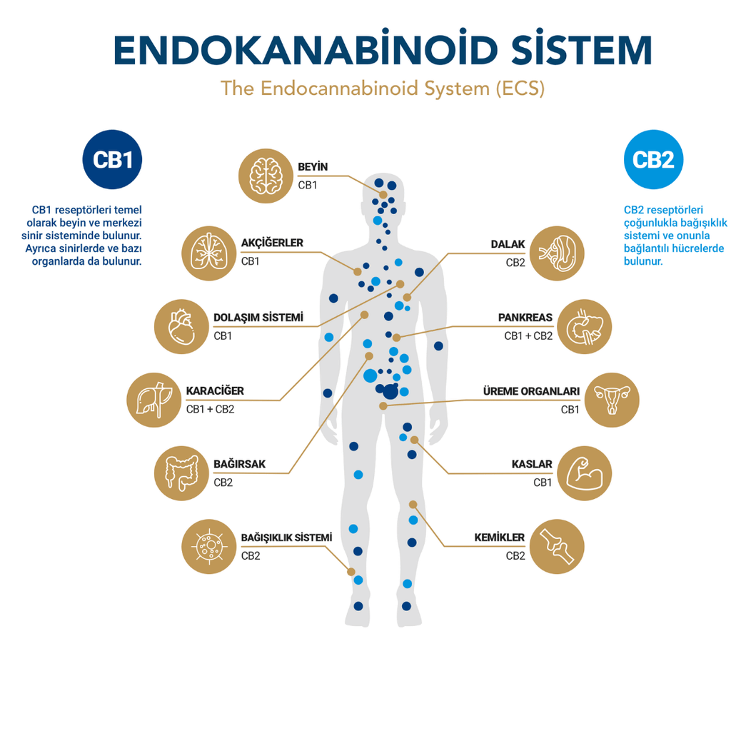 cbd yağı faydaları