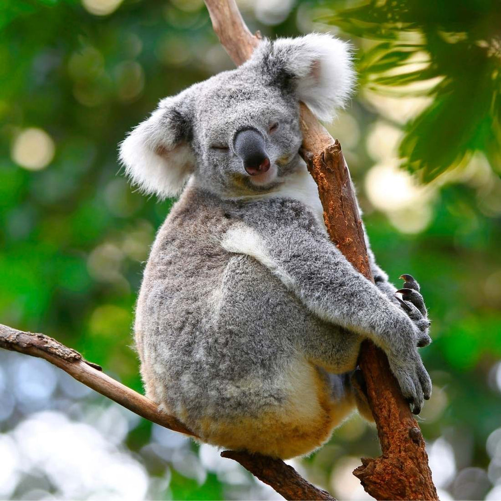 koala uykusu