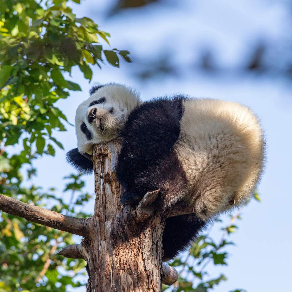 panda uykusu