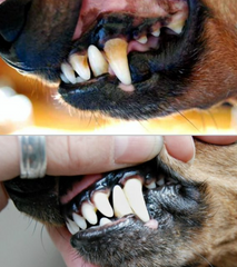Dog Raw Teeth