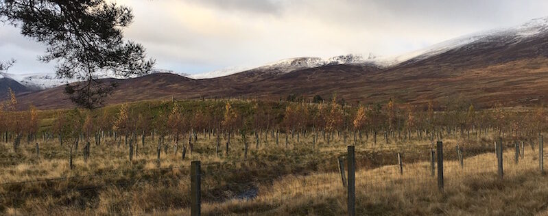 Greenr carbon offsetting project - reforestation in Talla & Gameshope, Scottish Borders