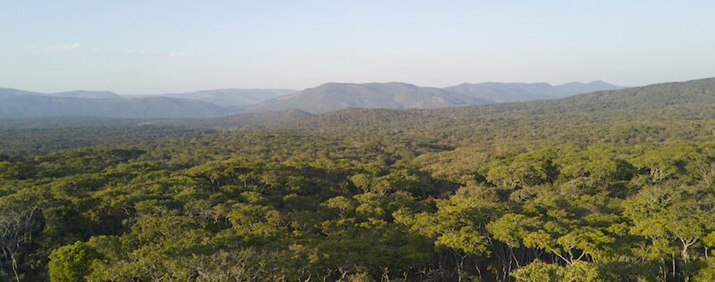 Greenr carbon offsetting project - reforestation in Ntakata, Tanzania