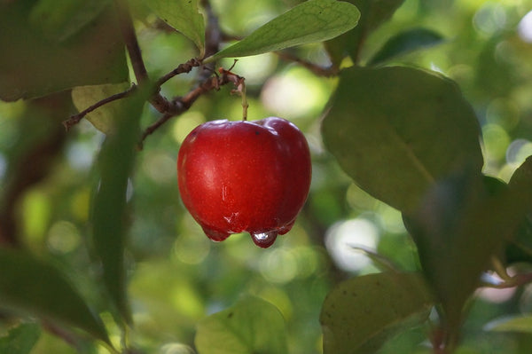 Acerola - prirodni izvor vitamina C