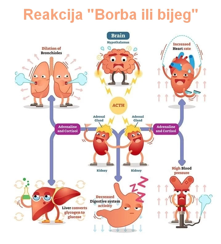 ašvaganda borba ili bijeg