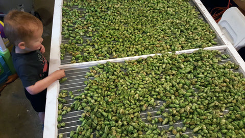 Roy, Watching Hops Dry