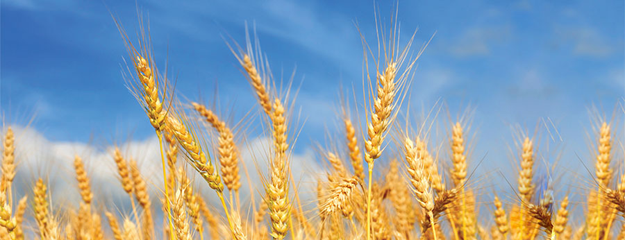 Picture of grain growing