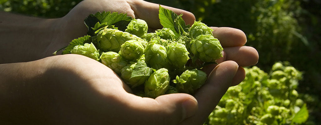 Hop Leaf Cones in palm of a hand