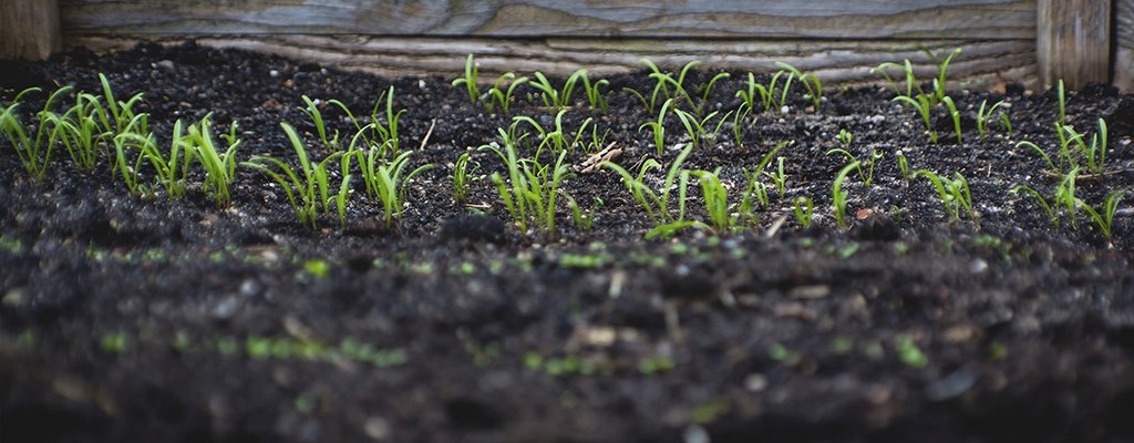 Hop Rhizomes Sprouting