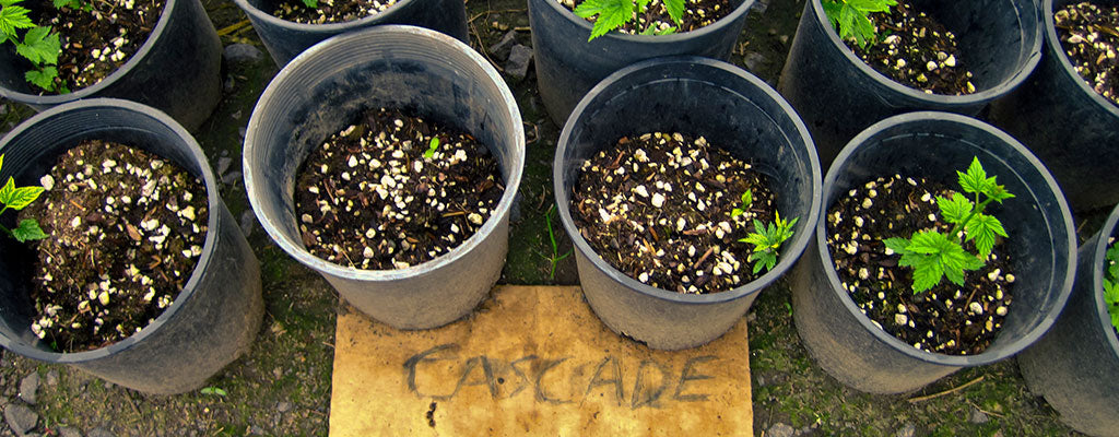 Planters for growing hops