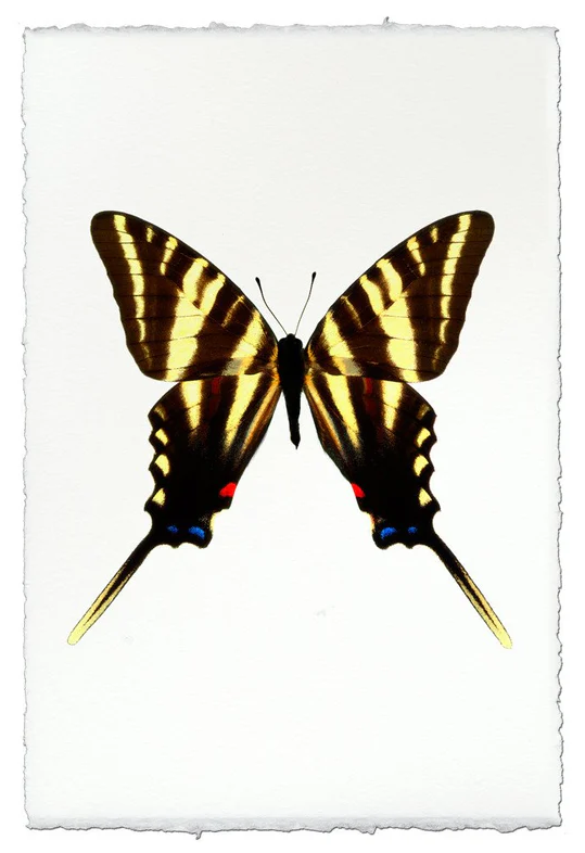 Nepalese Handmade Print - Butterfly #6