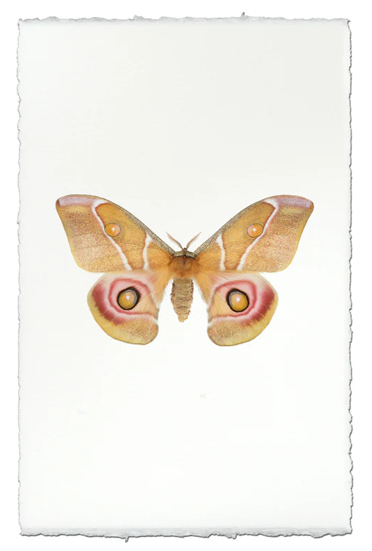 Nepalese Handmade Print - Papilionoidea #5 (Moth)