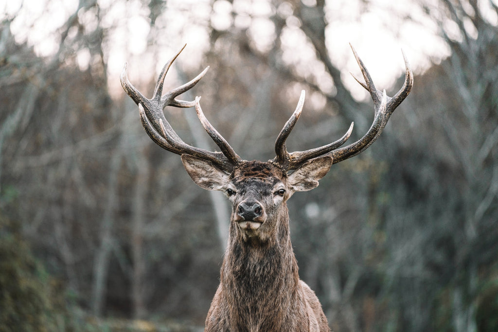 Fallow Deer Hide (20), Fallow Deer Hides