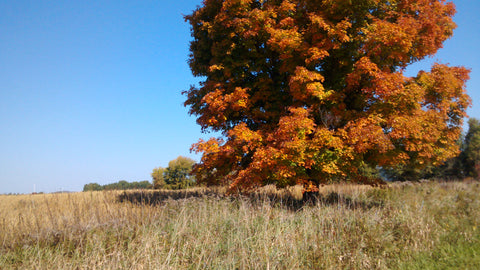 Maple tree in pasture