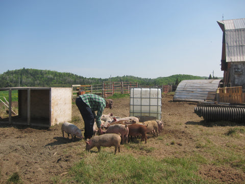Feeding whey to pigs