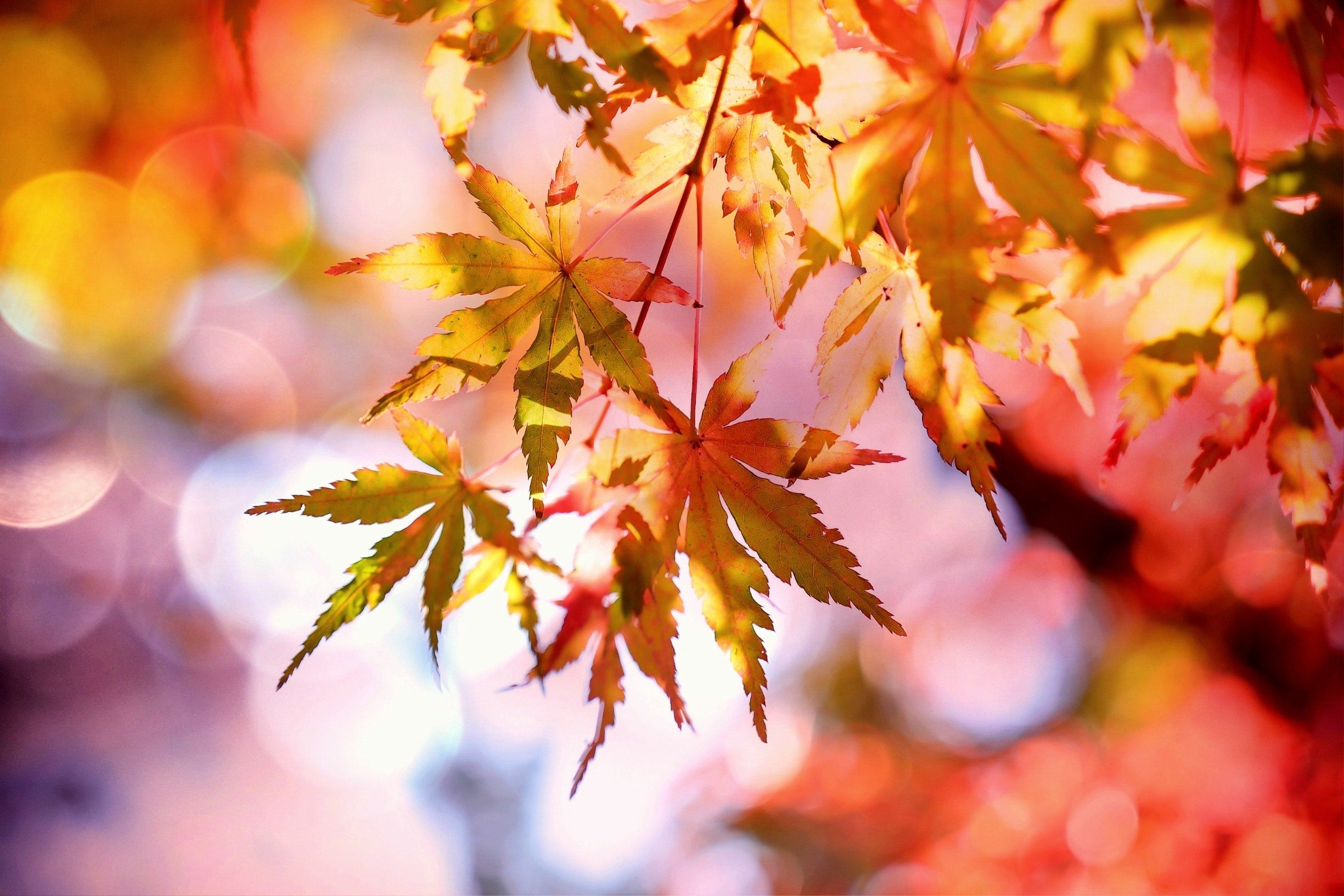 autumn-autumn-colours-autumn-leaves-355302