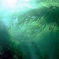 kelp essiac tea ingredient