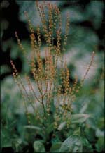 sheep sorrel including the root essiac ingredient