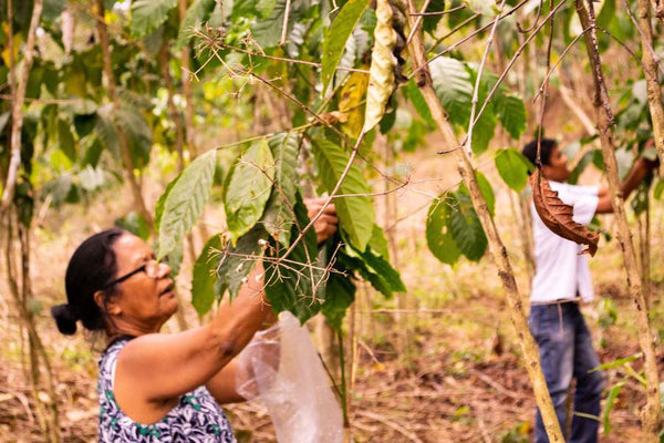 Wild Timor coffee farmers in Timor Leste, picking beans