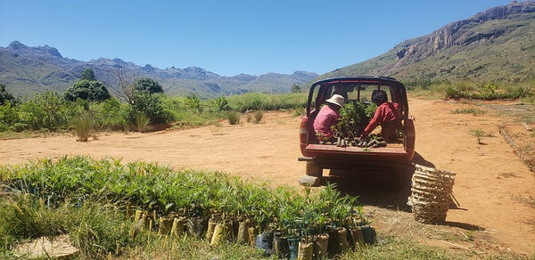 Raffia planting in Madagascar - Made in Mada