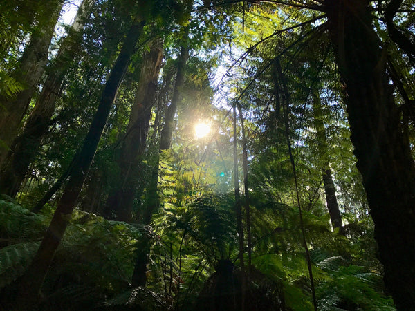 Wurundjeri Walking Tour - Dandenong Ranges, Victoria