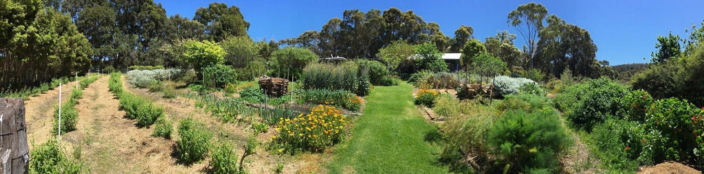 Thurlby Herb Farm - Garden