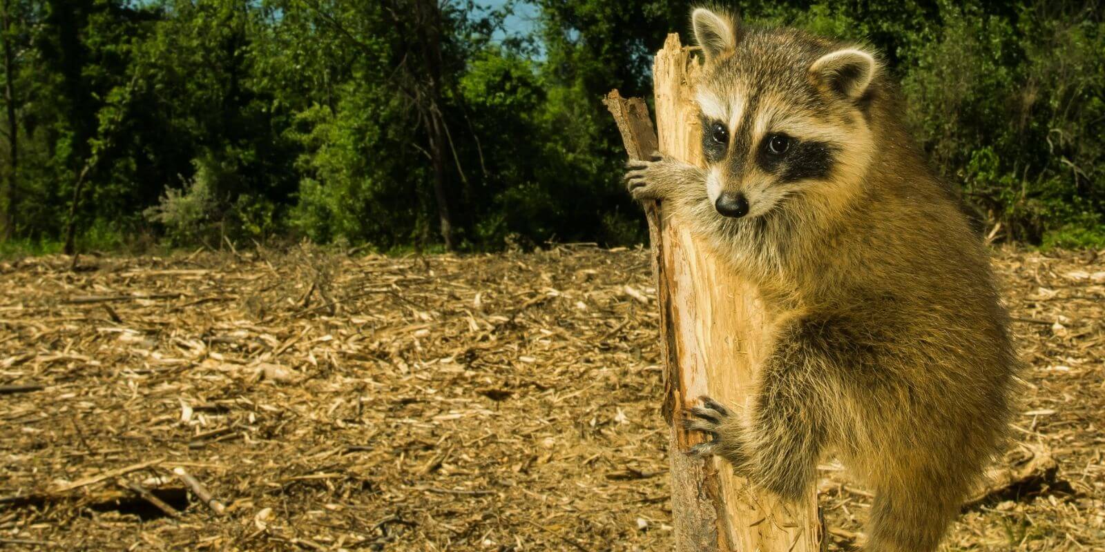 Homeless Raccoon