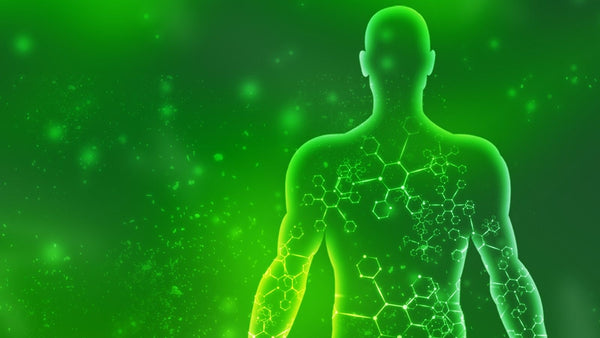 Transparent 3d image of human body on green background