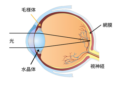 目が見える仕組み