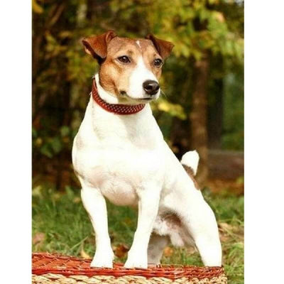 Jack Russell