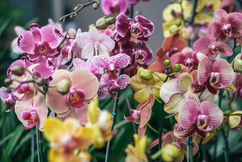 Orchids as holiday gifts