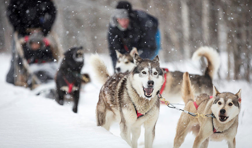 activités hivernales de traînaux à chiens