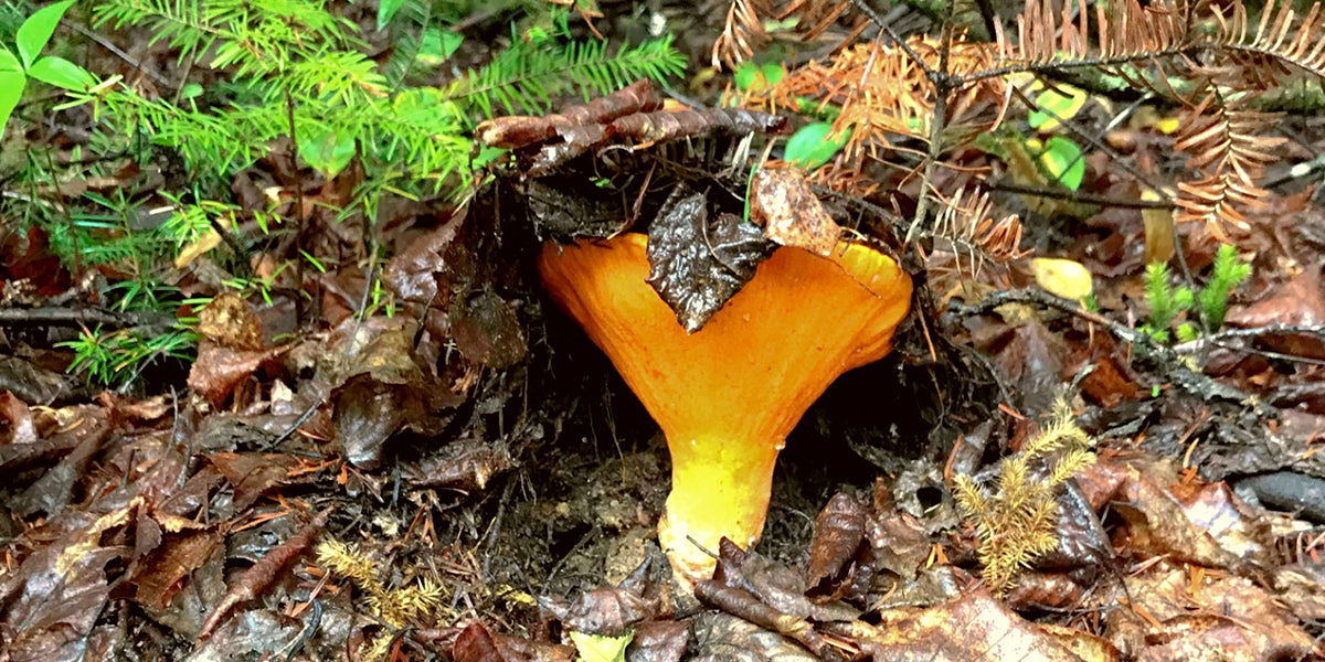 Une balade en forêt pas comme les autres!