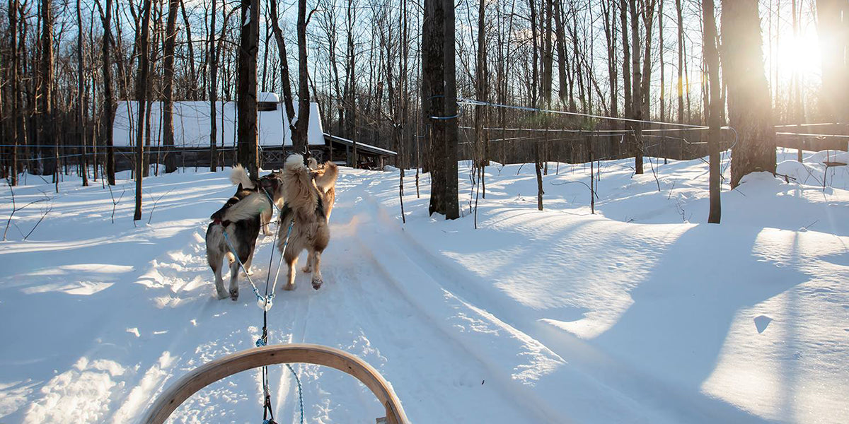 Essayez le traîneau à chiens!