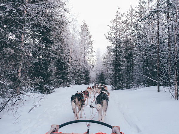 traineau à chien quebec