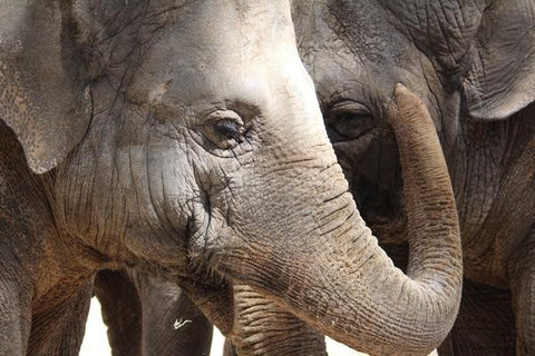 Remembering-to-dry-brush-elephant